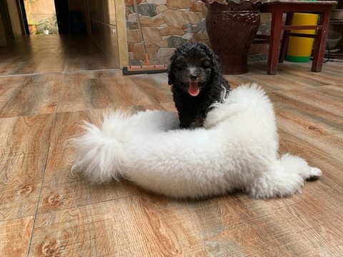 寵物犬