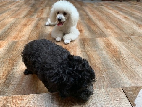 寵物犬