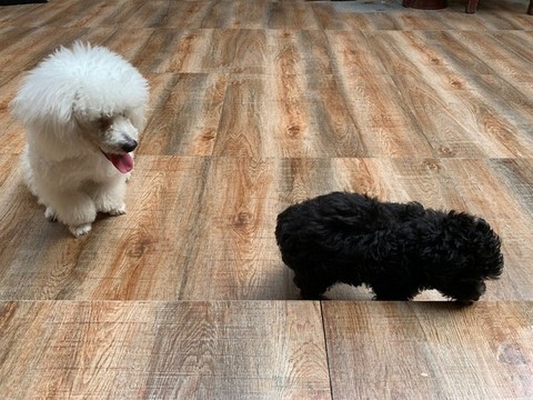 寵物犬
