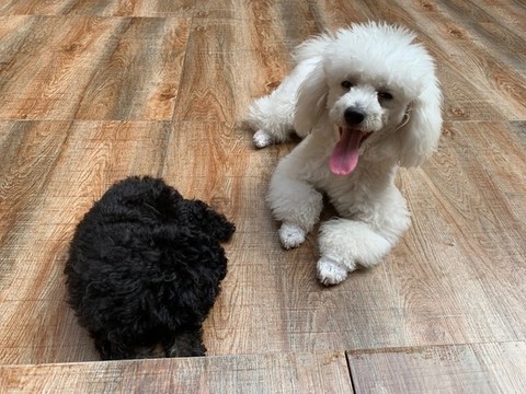 寵物犬