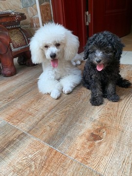 寵物犬