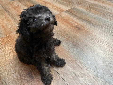 貴賓犬
