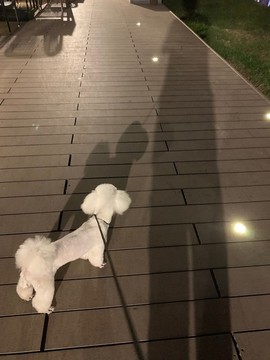 比熊犬