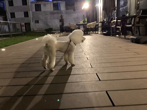 比熊犬