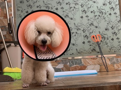比熊犬
