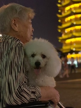 寵物犬