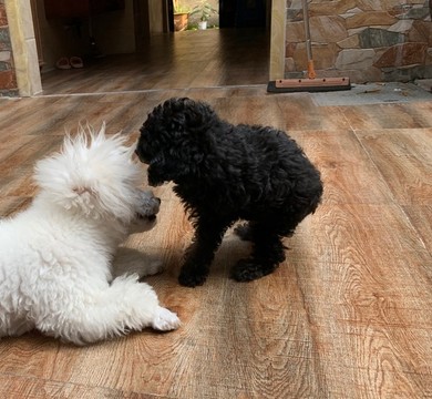 貴賓犬