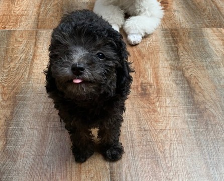 貴賓犬