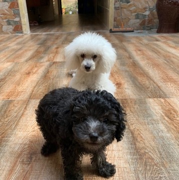 貴賓犬