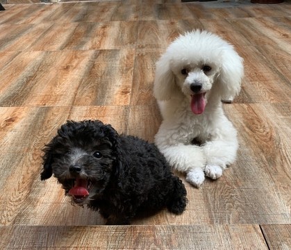 貴賓犬