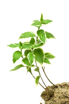 花葉蔓長春花