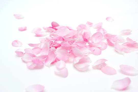 海棠花花瓣