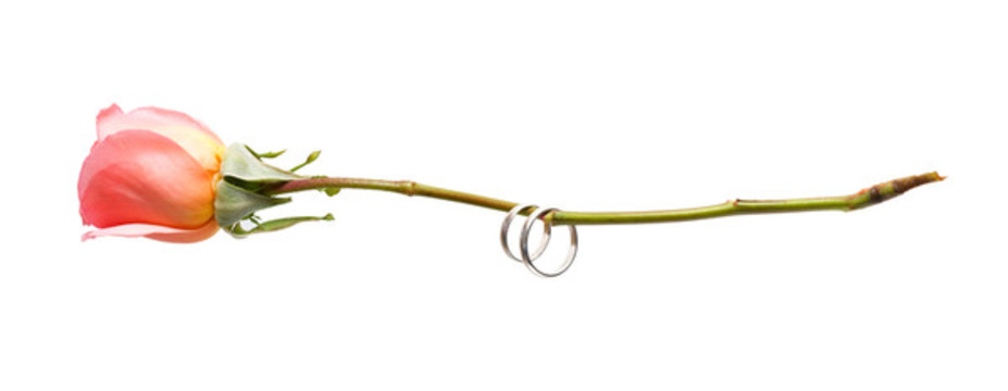 玫瑰花和對(duì)戒