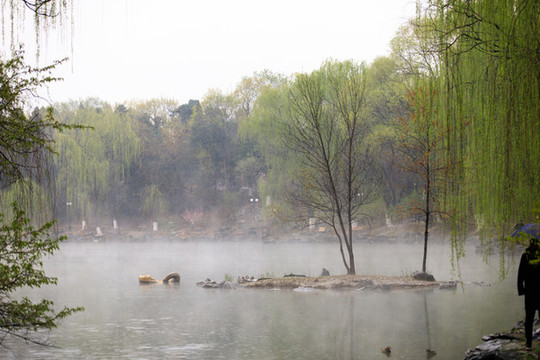 北大校園風(fēng)光未名湖垂柳薄霧