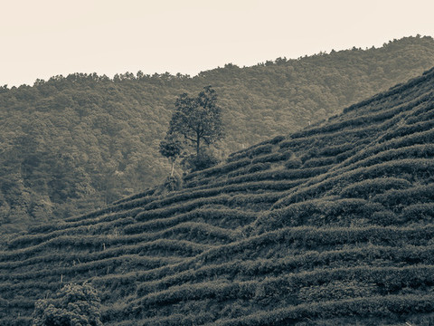 龍井茶山老照片