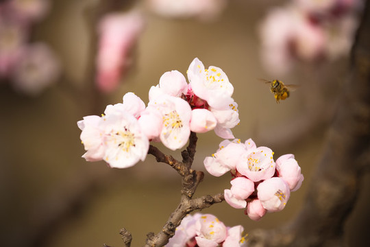 桃花