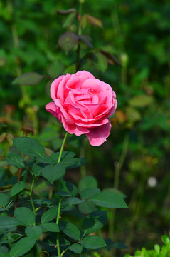 月季花