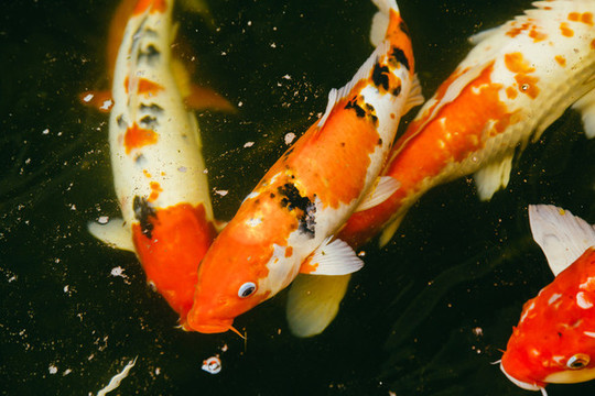 錦鯉