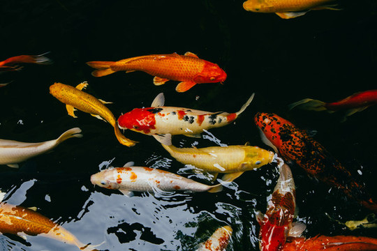 錦鯉