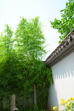 竹子青瓦白墻