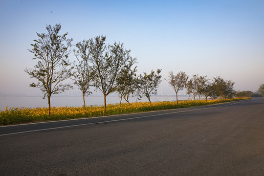道路綠化