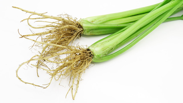 芹菜根