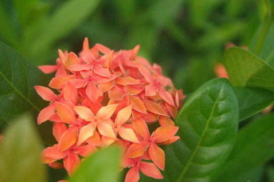 龍船花