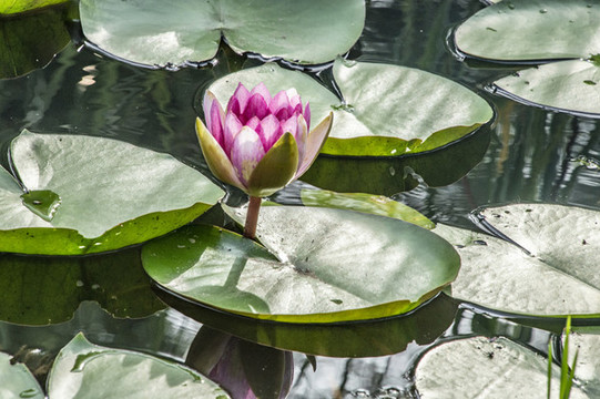 蓮花