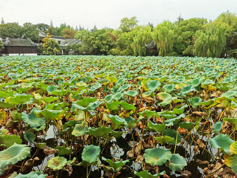 南潯古鎮(zhèn)小蓮莊荷花池秋景