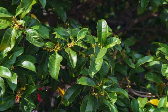 桂花枝