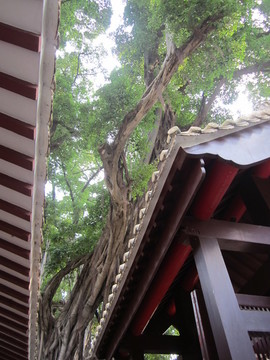 藥洲遺址