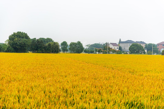 稻田
