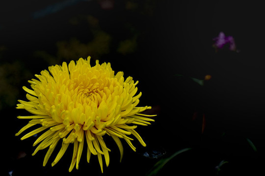菊花特寫