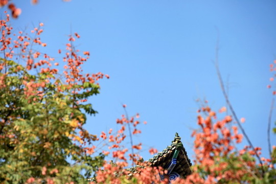運城鹽湖園秋景