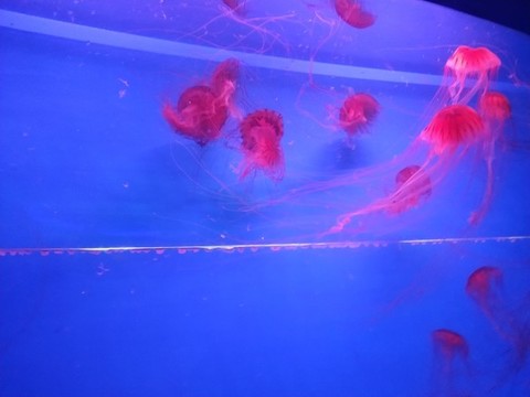 水母