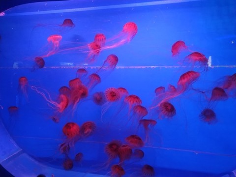水母
