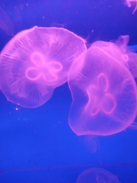 水母