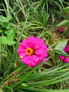 百日菊