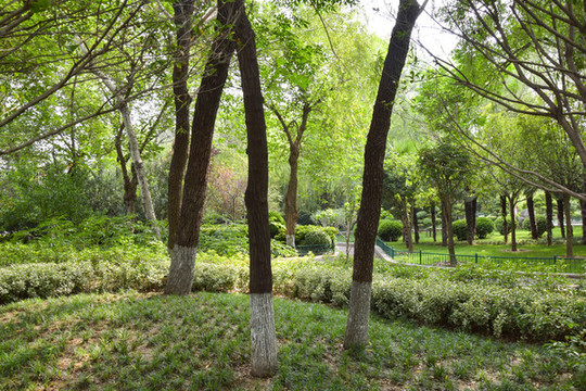 綠色公園景觀