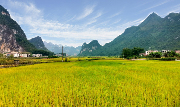 鄉(xiāng)村豐收