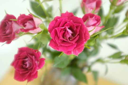 薔薇