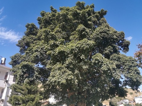 榕樹