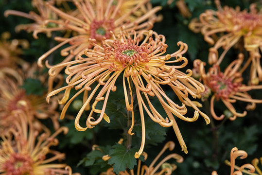 非洲菊