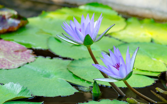 藍(lán)蓮花