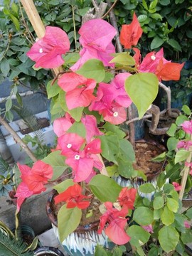 葉子花三角梅