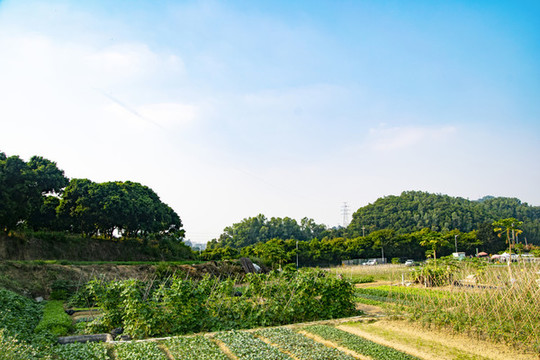 農(nóng)田