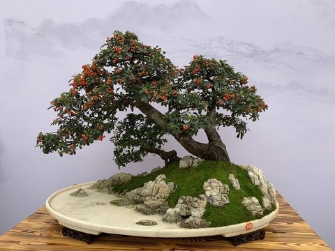 木瓜籽盆景