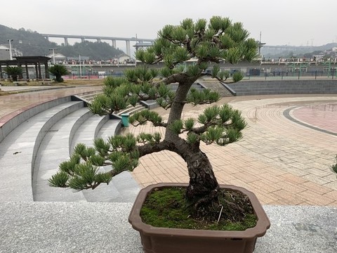 松樹盆栽