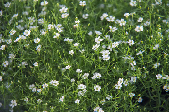 圓錐石頭花
