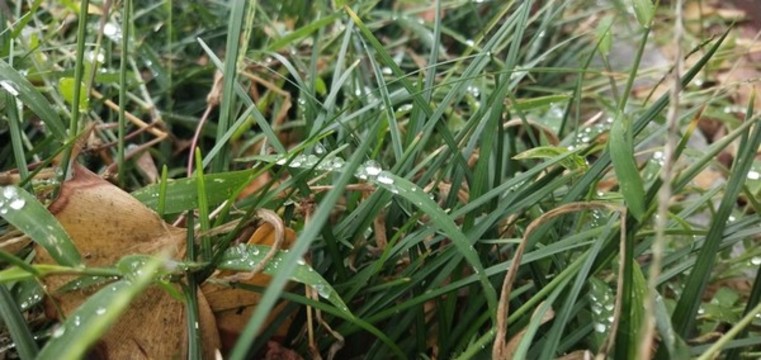 小草露水